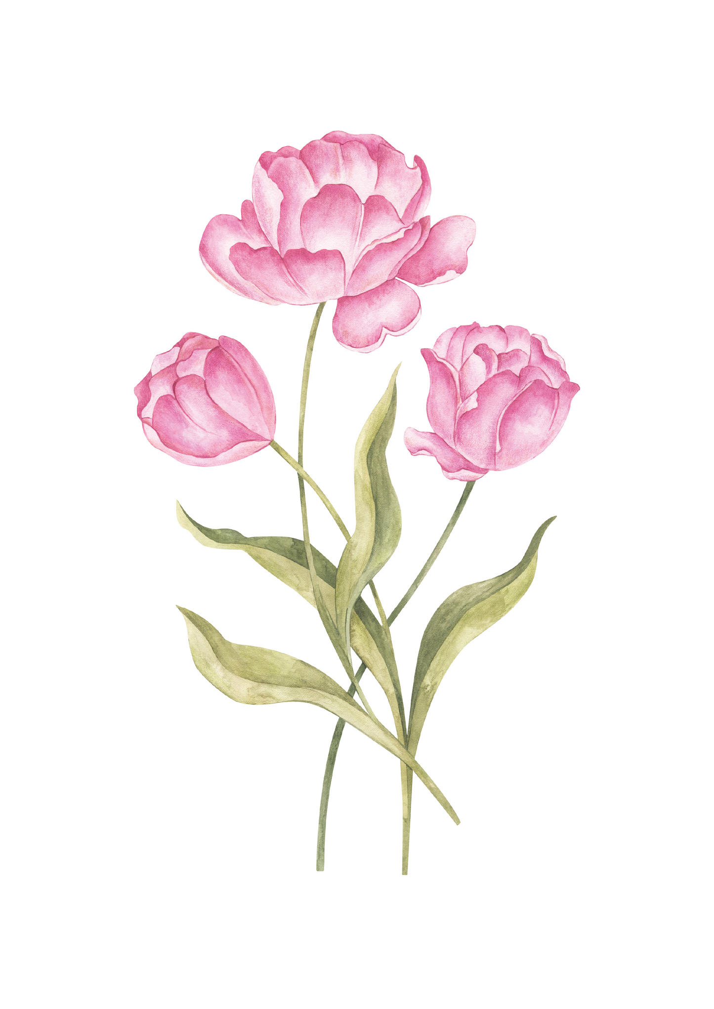 Tulips